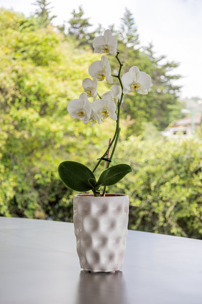 Roseta Tall Vessel